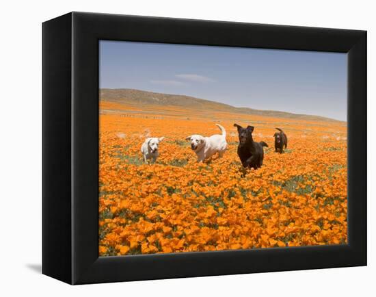 Four Labrador Retrievers Running Through Poppies in Antelope Valley, California, USA-Zandria Muench Beraldo-Framed Premier Image Canvas