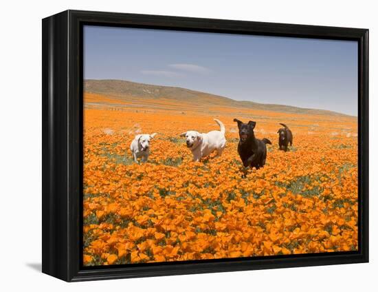 Four Labrador Retrievers Running Through Poppies in Antelope Valley, California, USA-Zandria Muench Beraldo-Framed Premier Image Canvas