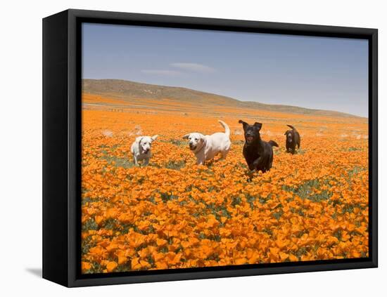 Four Labrador Retrievers Running Through Poppies in Antelope Valley, California, USA-Zandria Muench Beraldo-Framed Premier Image Canvas