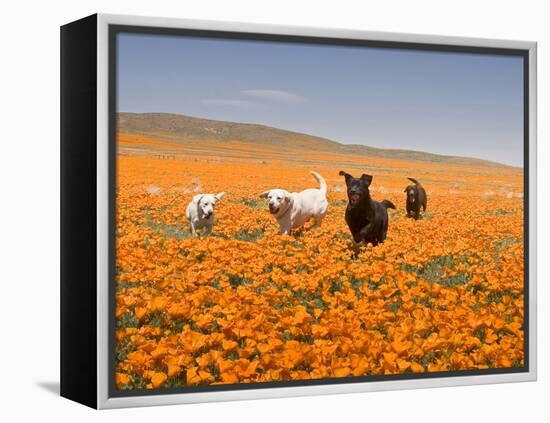 Four Labrador Retrievers Running Through Poppies in Antelope Valley, California, USA-Zandria Muench Beraldo-Framed Premier Image Canvas