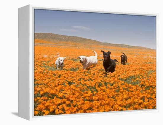 Four Labrador Retrievers Running Through Poppies in Antelope Valley, California, USA-Zandria Muench Beraldo-Framed Premier Image Canvas