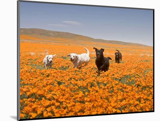 Four Labrador Retrievers Running Through Poppies in Antelope Valley, California, USA-Zandria Muench Beraldo-Mounted Photographic Print