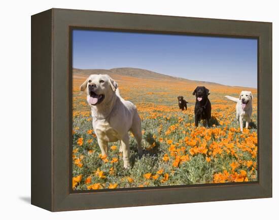 Four Labrador Retrievers Standing in a Field of Poppies at Antelope Valley in California, USA-Zandria Muench Beraldo-Framed Premier Image Canvas