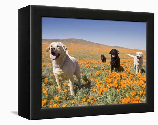 Four Labrador Retrievers Standing in a Field of Poppies at Antelope Valley in California, USA-Zandria Muench Beraldo-Framed Premier Image Canvas