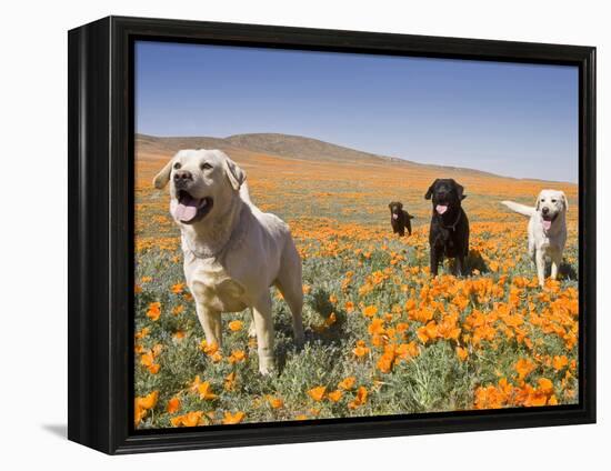 Four Labrador Retrievers Standing in a Field of Poppies at Antelope Valley in California, USA-Zandria Muench Beraldo-Framed Premier Image Canvas