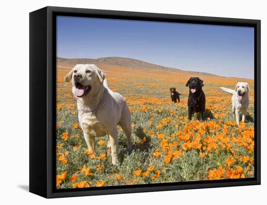 Four Labrador Retrievers Standing in a Field of Poppies at Antelope Valley in California, USA-Zandria Muench Beraldo-Framed Premier Image Canvas