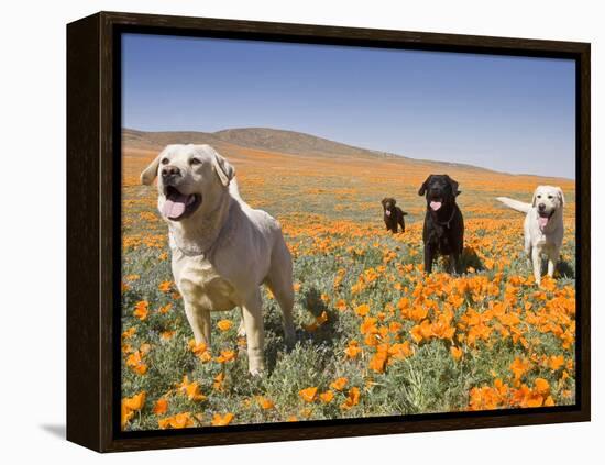 Four Labrador Retrievers Standing in a Field of Poppies at Antelope Valley in California, USA-Zandria Muench Beraldo-Framed Premier Image Canvas