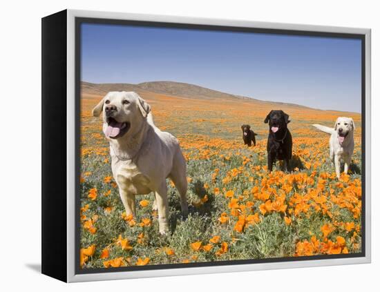 Four Labrador Retrievers Standing in a Field of Poppies at Antelope Valley in California, USA-Zandria Muench Beraldo-Framed Premier Image Canvas