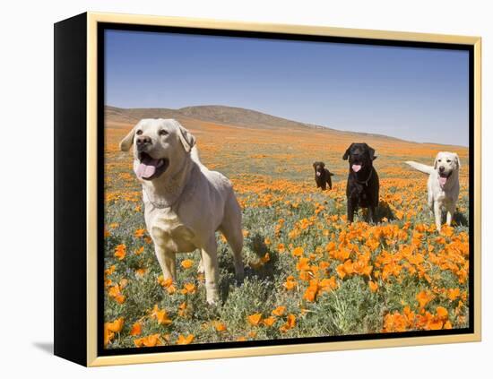 Four Labrador Retrievers Standing in a Field of Poppies at Antelope Valley in California, USA-Zandria Muench Beraldo-Framed Premier Image Canvas