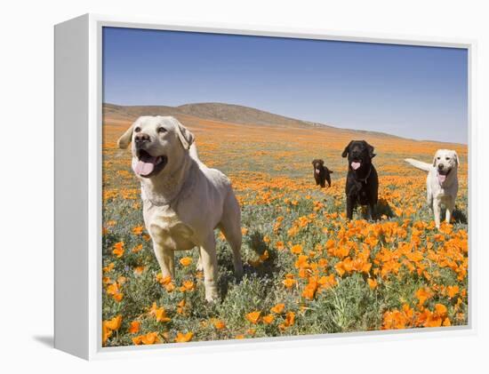 Four Labrador Retrievers Standing in a Field of Poppies at Antelope Valley in California, USA-Zandria Muench Beraldo-Framed Premier Image Canvas