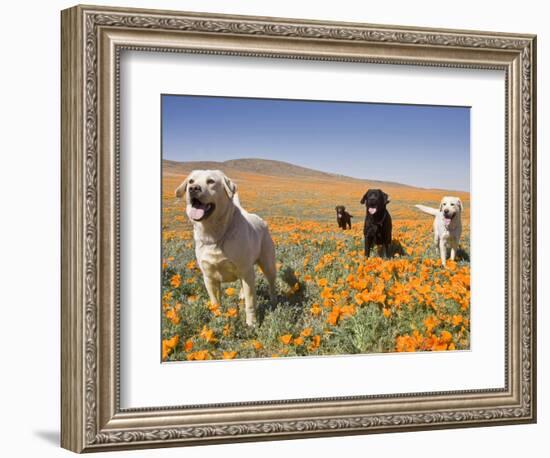 Four Labrador Retrievers Standing in a Field of Poppies at Antelope Valley in California, USA-Zandria Muench Beraldo-Framed Photographic Print