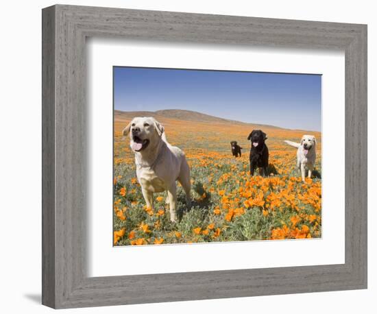 Four Labrador Retrievers Standing in a Field of Poppies at Antelope Valley in California, USA-Zandria Muench Beraldo-Framed Photographic Print