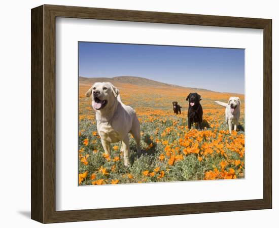 Four Labrador Retrievers Standing in a Field of Poppies at Antelope Valley in California, USA-Zandria Muench Beraldo-Framed Photographic Print