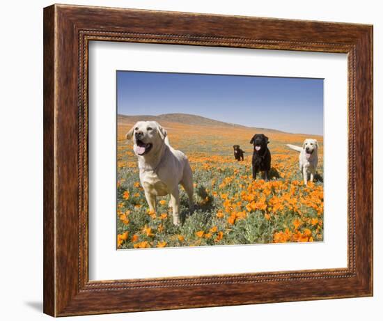 Four Labrador Retrievers Standing in a Field of Poppies at Antelope Valley in California, USA-Zandria Muench Beraldo-Framed Photographic Print