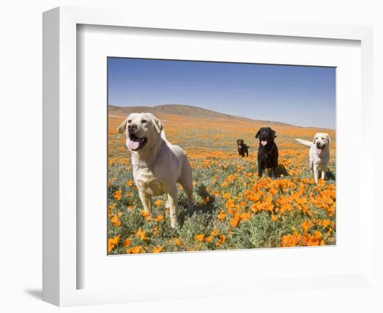 Four Labrador Retrievers Standing in a Field of Poppies at Antelope Valley in California, USA-Zandria Muench Beraldo-Framed Photographic Print