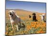 Four Labrador Retrievers Standing in a Field of Poppies at Antelope Valley in California, USA-Zandria Muench Beraldo-Mounted Photographic Print