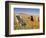 Four Labrador Retrievers Standing in a Field of Poppies at Antelope Valley in California, USA-Zandria Muench Beraldo-Framed Photographic Print