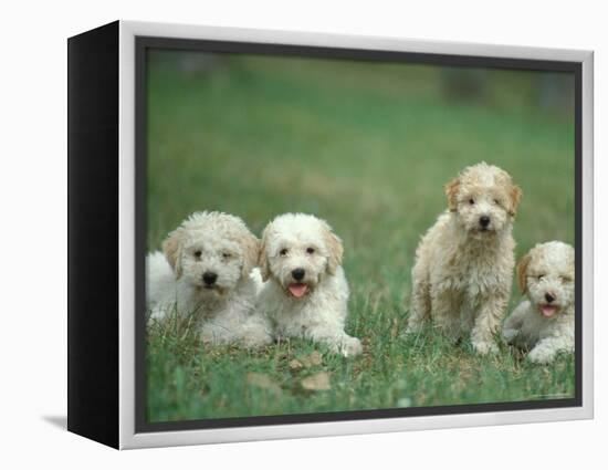 Four Lagotta Romagnolo Puppies-Adriano Bacchella-Framed Premier Image Canvas