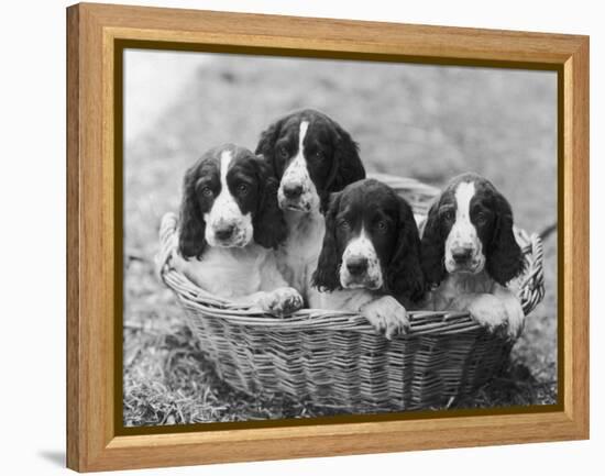 Four Large Puppies Crowded in a Basket. Owner: Browne-Thomas Fall-Framed Premier Image Canvas