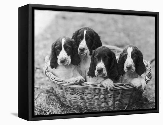 Four Large Puppies Crowded in a Basket. Owner: Browne-Thomas Fall-Framed Premier Image Canvas