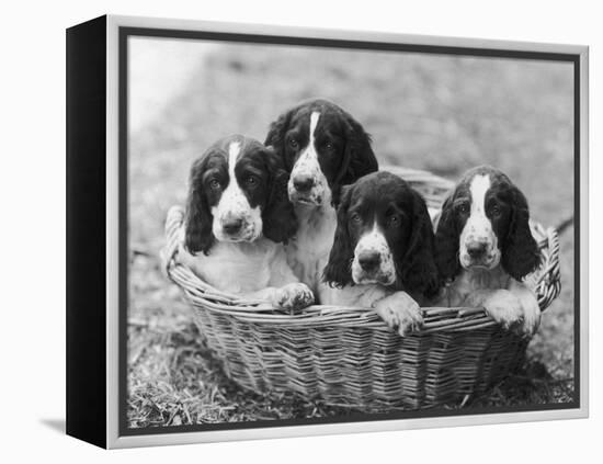 Four Large Puppies Crowded in a Basket. Owner: Browne-Thomas Fall-Framed Premier Image Canvas