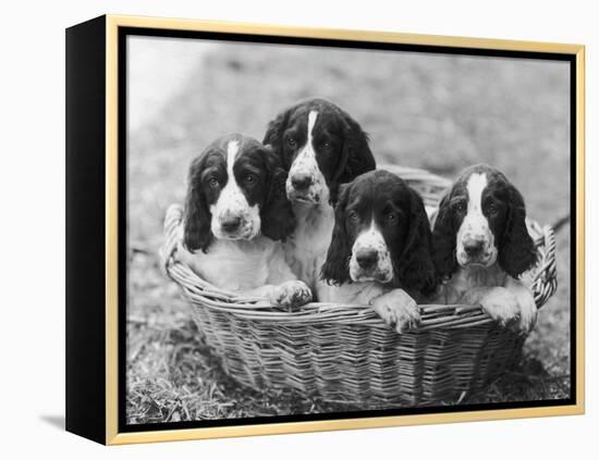 Four Large Puppies Crowded in a Basket. Owner: Browne-Thomas Fall-Framed Premier Image Canvas