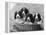 Four Large Puppies Crowded in a Basket. Owner: Browne-Thomas Fall-Framed Premier Image Canvas