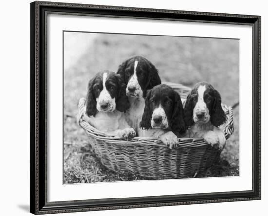 Four Large Puppies Crowded in a Basket. Owner: Browne-Thomas Fall-Framed Photographic Print