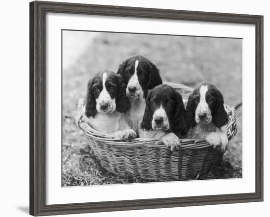 Four Large Puppies Crowded in a Basket. Owner: Browne-Thomas Fall-Framed Photographic Print