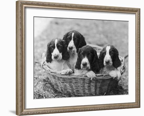 Four Large Puppies Crowded in a Basket. Owner: Browne-Thomas Fall-Framed Photographic Print