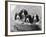 Four Large Puppies Crowded in a Basket. Owner: Browne-Thomas Fall-Framed Photographic Print