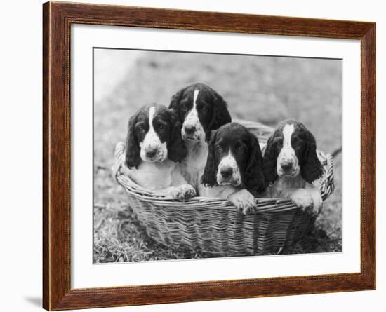 Four Large Puppies Crowded in a Basket. Owner: Browne-Thomas Fall-Framed Photographic Print