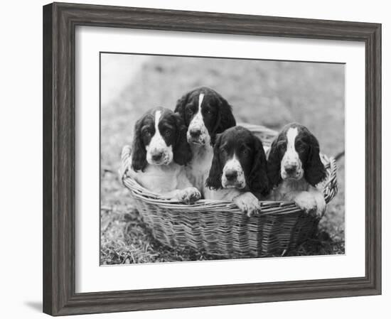 Four Large Puppies Crowded in a Basket. Owner: Browne-Thomas Fall-Framed Photographic Print