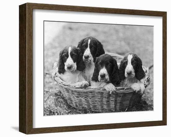 Four Large Puppies Crowded in a Basket. Owner: Browne-Thomas Fall-Framed Photographic Print