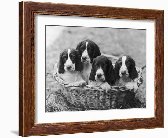 Four Large Puppies Crowded in a Basket. Owner: Browne-Thomas Fall-Framed Photographic Print