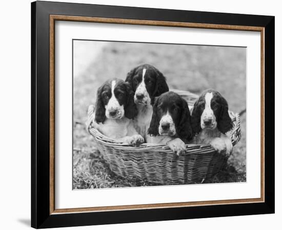 Four Large Puppies Crowded in a Basket. Owner: Browne-Thomas Fall-Framed Photographic Print