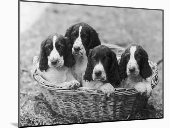 Four Large Puppies Crowded in a Basket. Owner: Browne-Thomas Fall-Mounted Photographic Print