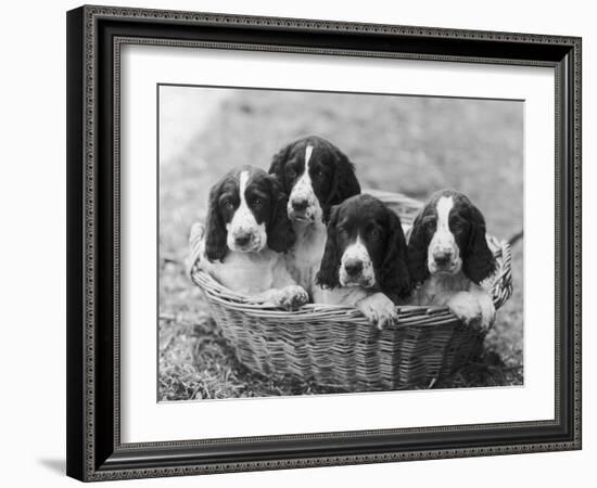 Four Large Puppies Crowded in a Basket. Owner: Browne-Thomas Fall-Framed Photographic Print