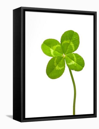 Four-leaf Clover-David Nunuk-Framed Premier Image Canvas