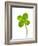 Four-leaf Clover-David Nunuk-Framed Photographic Print