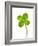 Four-leaf Clover-David Nunuk-Framed Photographic Print