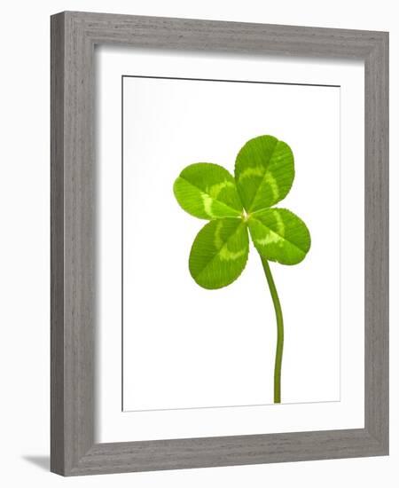 Four-leaf Clover-David Nunuk-Framed Photographic Print