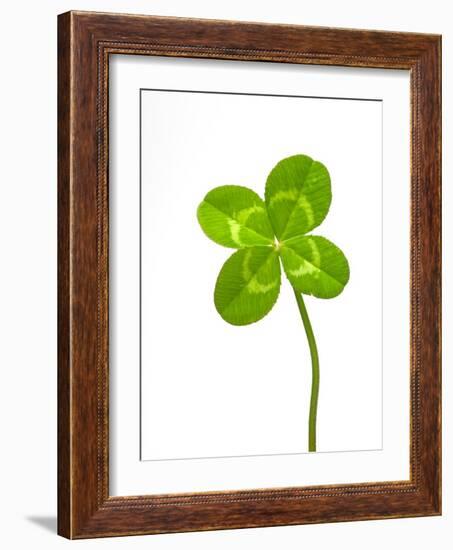 Four-leaf Clover-David Nunuk-Framed Photographic Print