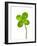 Four-leaf Clover-David Nunuk-Framed Photographic Print