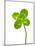 Four-leaf Clover-David Nunuk-Mounted Photographic Print