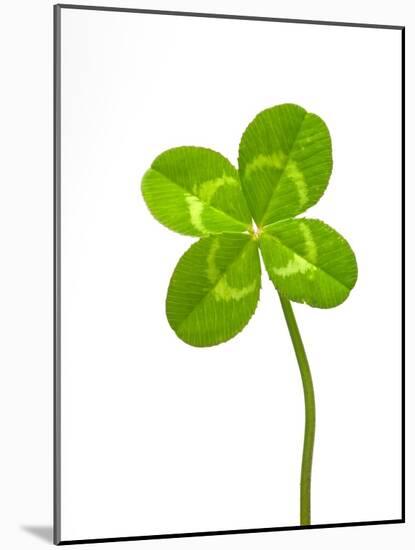 Four-leaf Clover-David Nunuk-Mounted Photographic Print