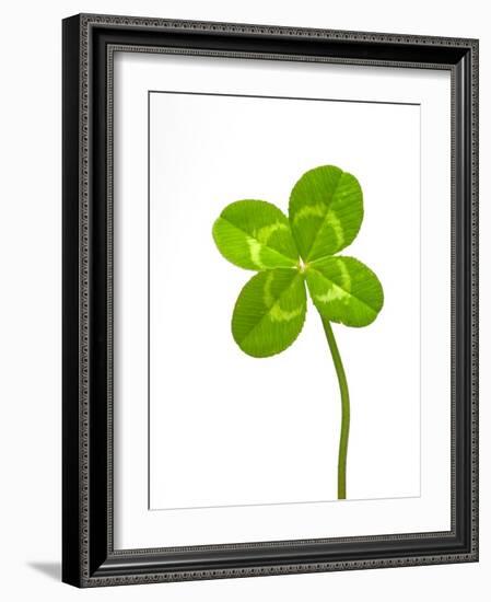 Four-leaf Clover-David Nunuk-Framed Photographic Print