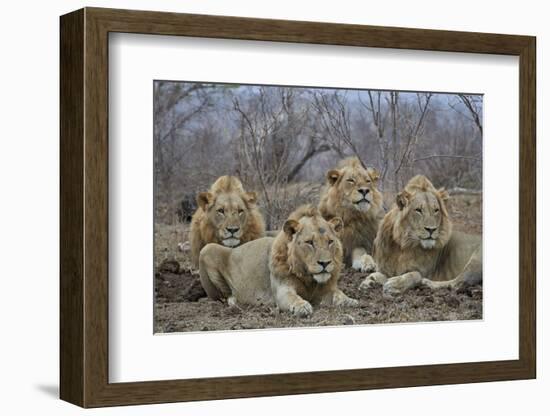 Four male Lion (Panthera leo), Kruger National Park, South Africa, Africa-James Hager-Framed Photographic Print