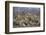 Four male Lion (Panthera leo), Kruger National Park, South Africa, Africa-James Hager-Framed Photographic Print