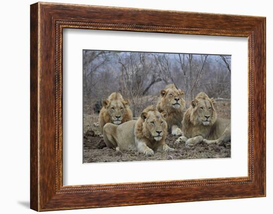 Four male Lion (Panthera leo), Kruger National Park, South Africa, Africa-James Hager-Framed Photographic Print